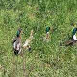 Balza all'occhio poi il collo verde smeraldo di alcune anatre che si fanno largo tra l'erba alta...